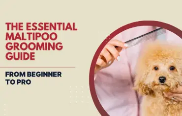 Maltipoo Dog Grooming; Your One-Stop Guide to Everything